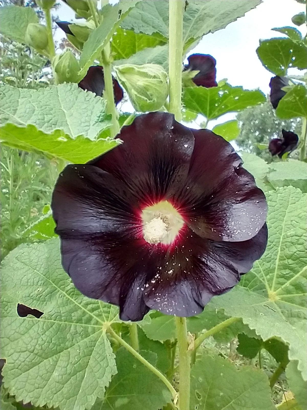 close up black hollyhock flower goth nearly black maroon gothic garden