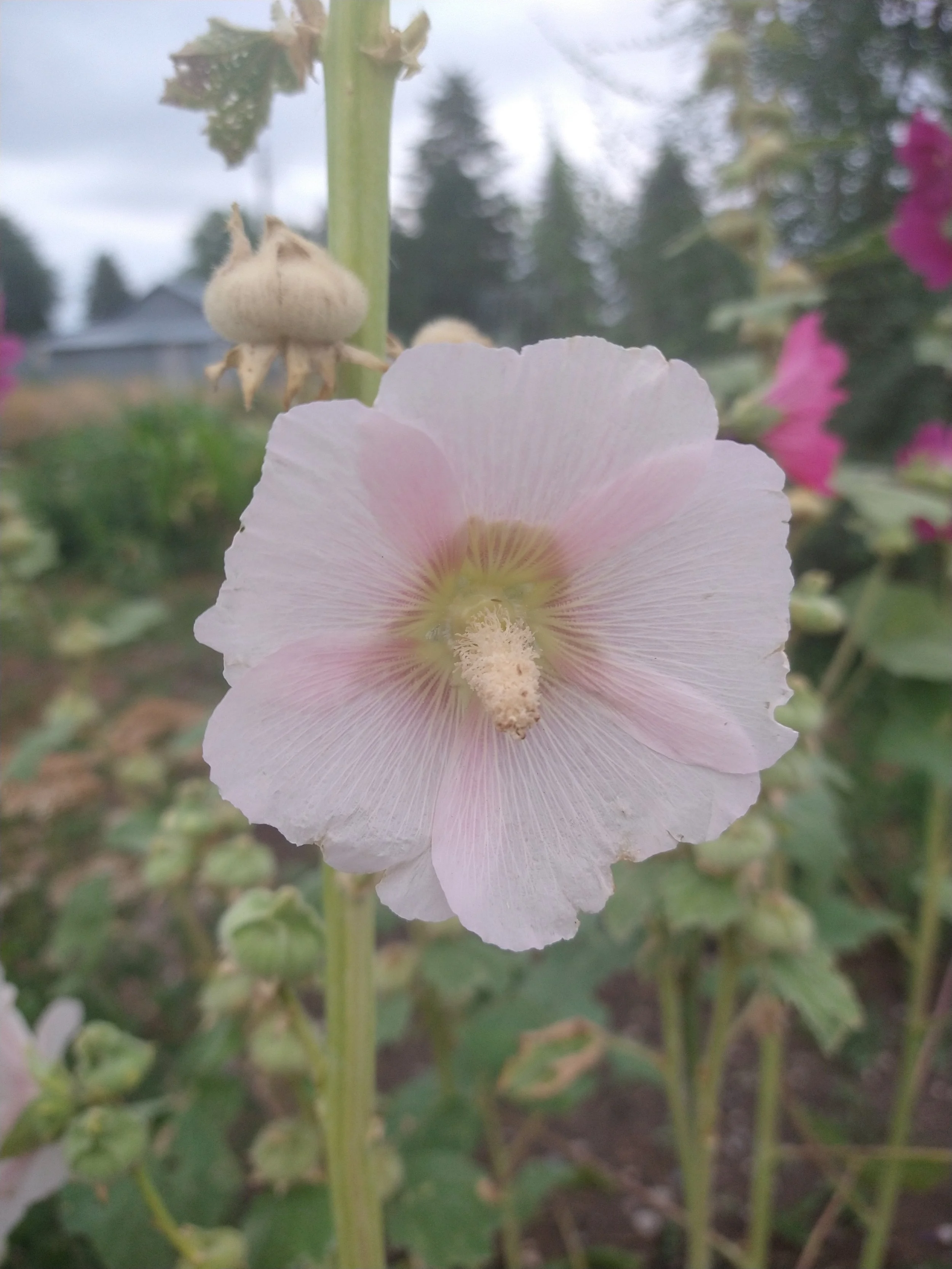 light pink large hollyhock flower peach bloom