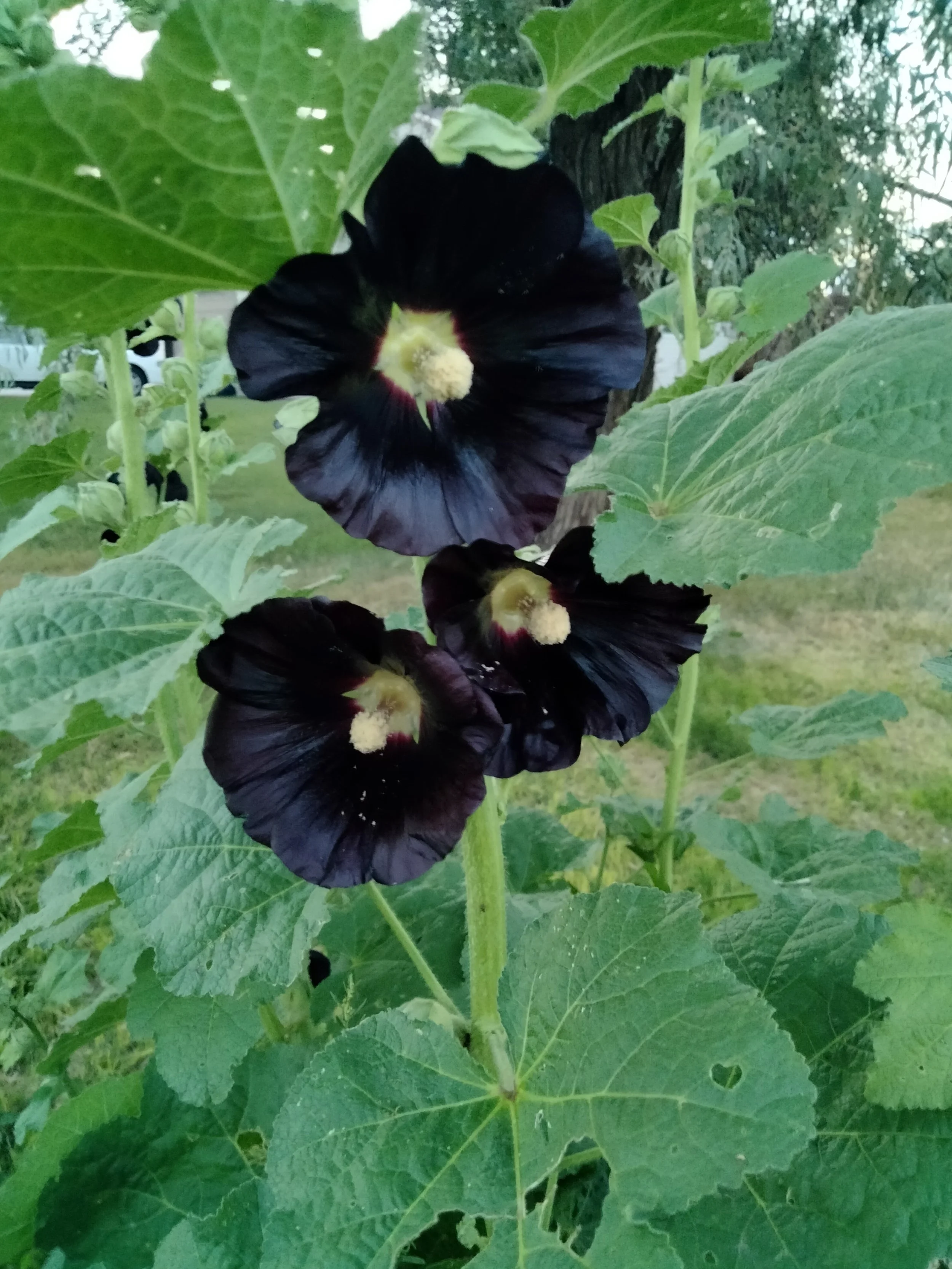 Black Hollyhocks