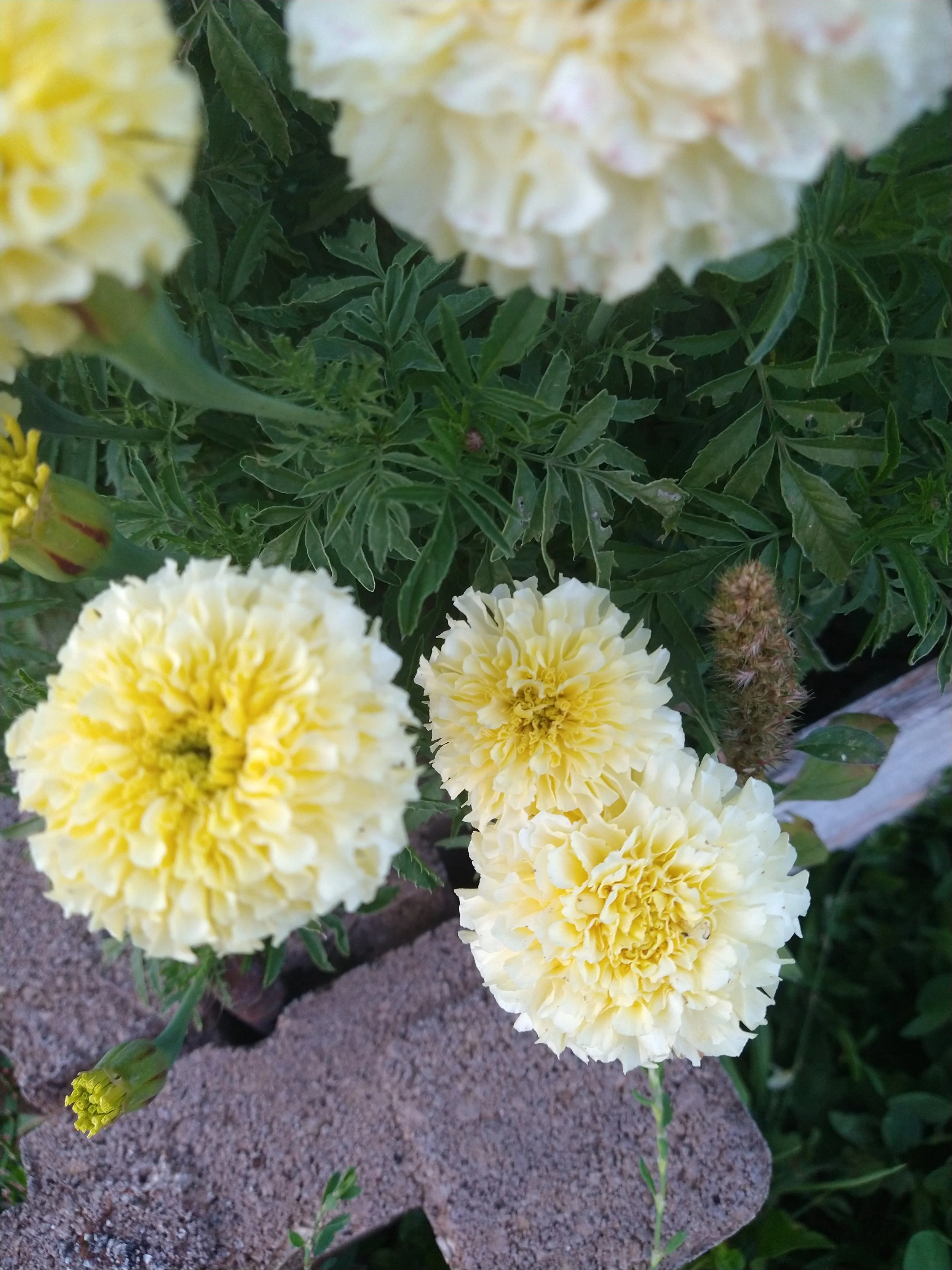 near white marigold moon garden round flower