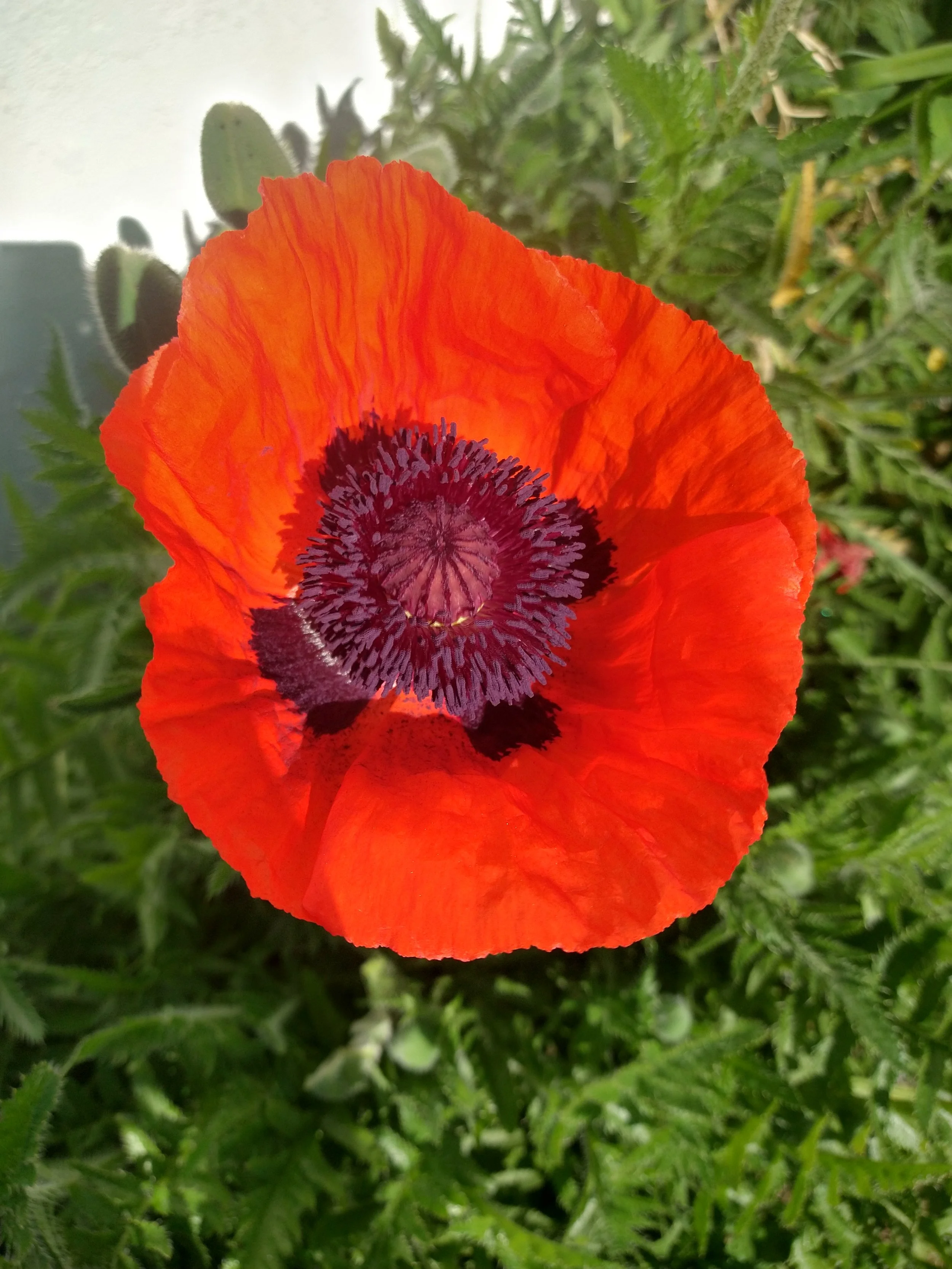 oriental poppy red with deep black center large flower perennial