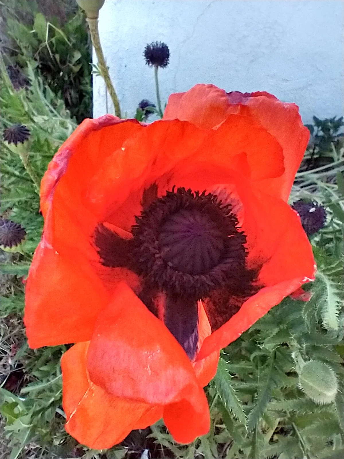 Red Oriental Poppy