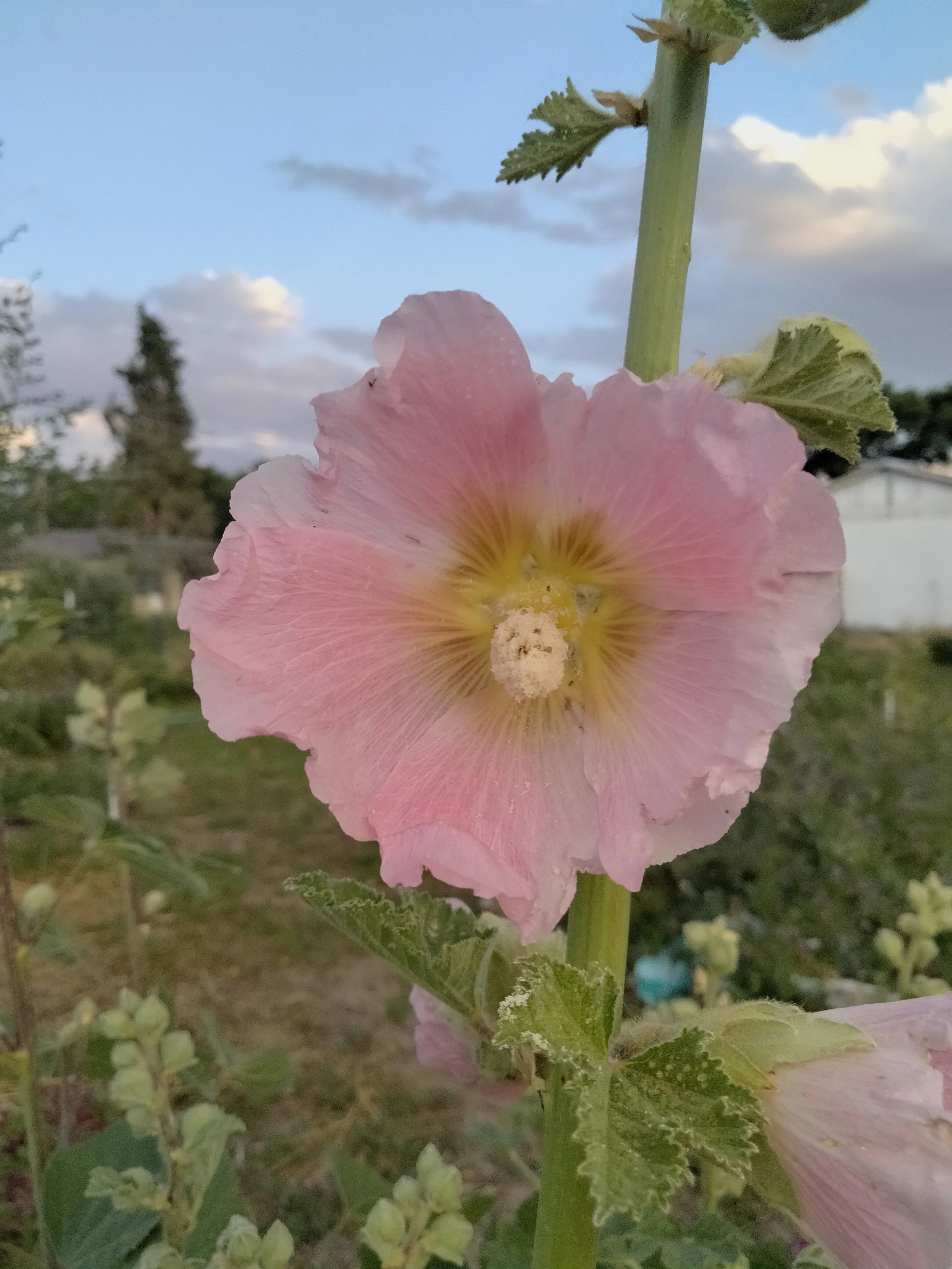 pink hollyhock flower close up heavy with pollen peach tones pastel tall flower