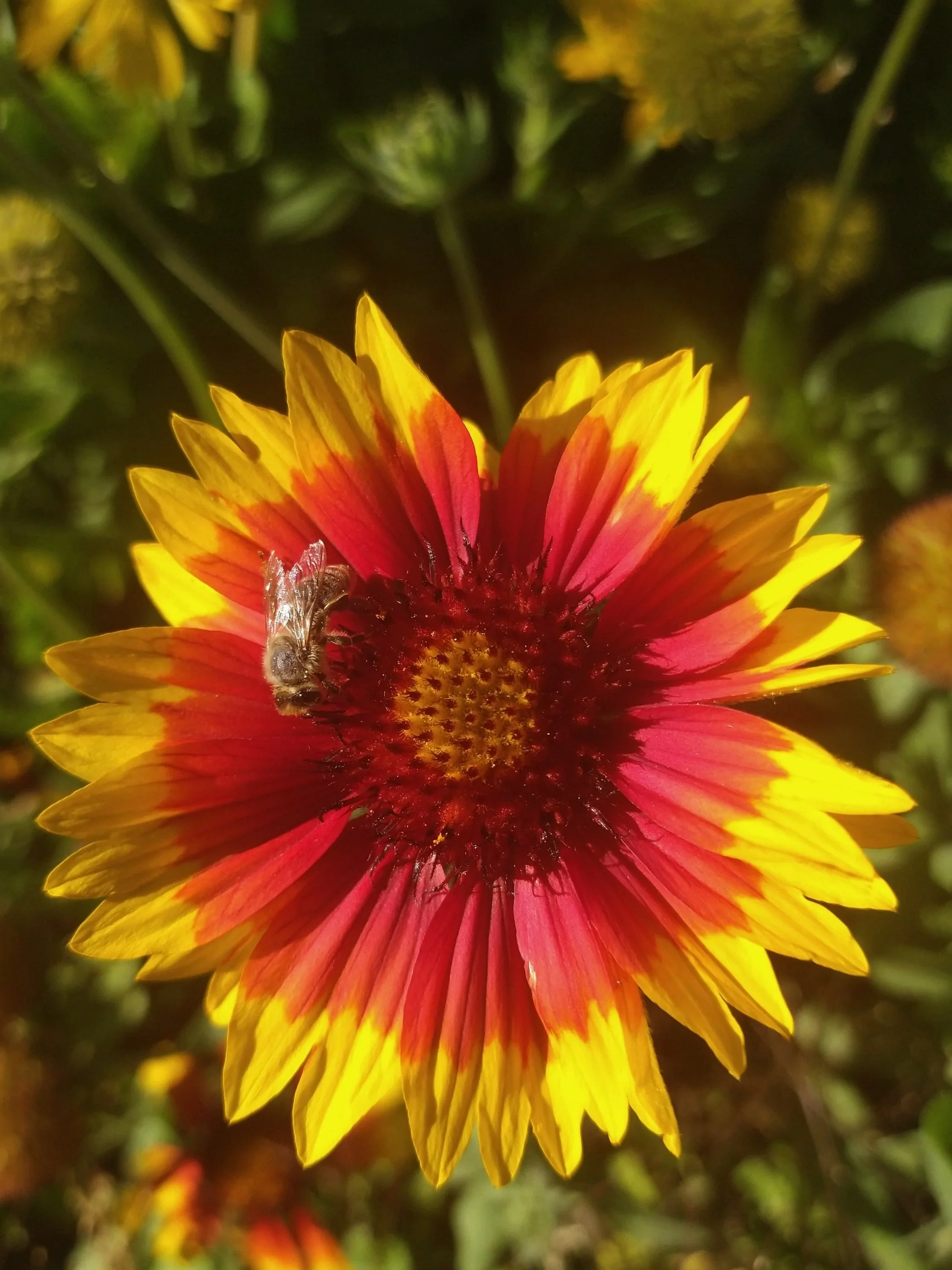 native north american wild prairie red yellow with bee pollinator attractor gaillardia blanket flower vibrant summer bloom perennial honeybee