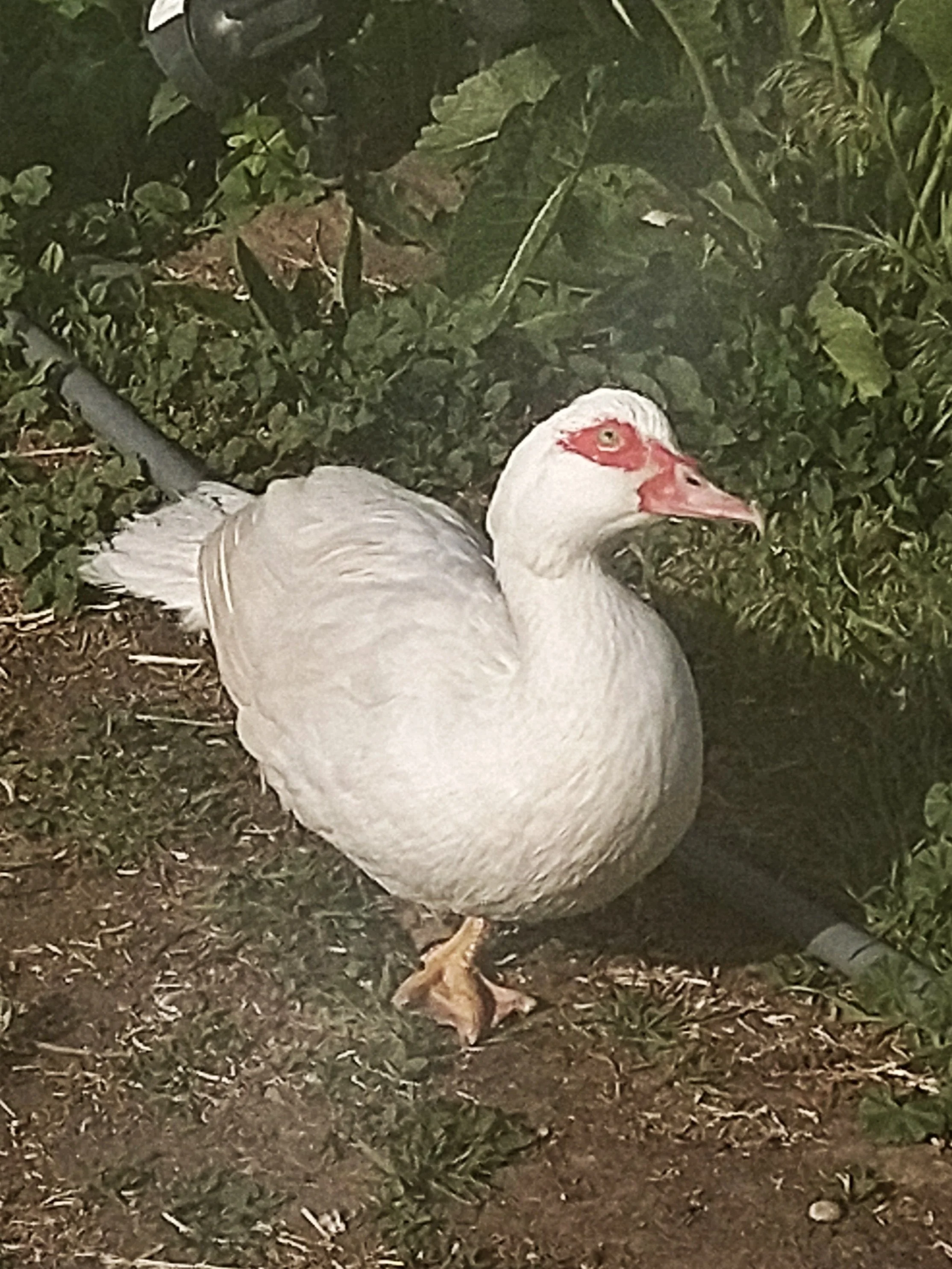 cute sweet white duck muscovy disabled animal one foot duck with caruncles ducklings
