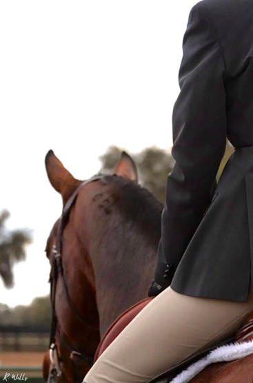 Person riding a horse, with only part of their body visible, wearing a dark jacket and beige riding pants, on a sunny day with trees in the background.