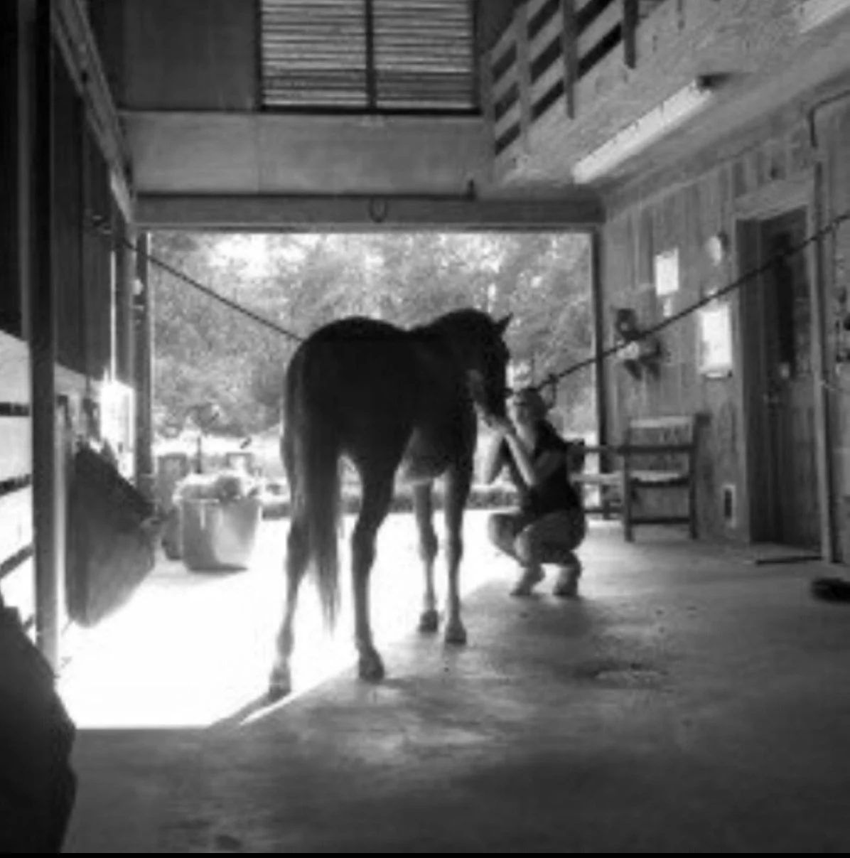 A woman crouched next to a horse inside a wooden stable or barn, with sunlight coming in from the open door behind them, and trees and outdoor scenery visible in the background.