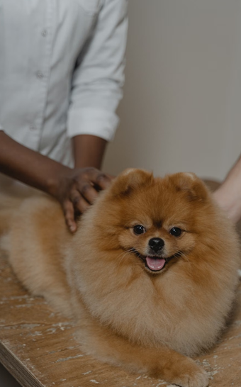 A person massaging a small, fluffy Pomeranian dog on a wooden table.