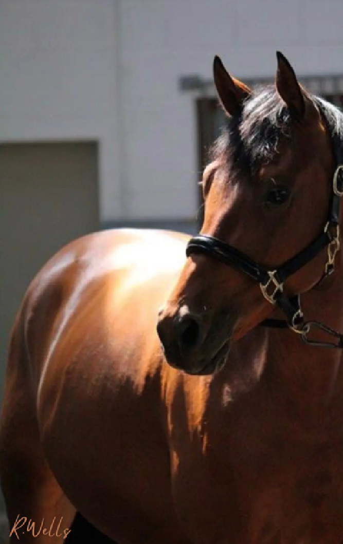 A brown horse with a black mane standing indoors with light shining behind it.