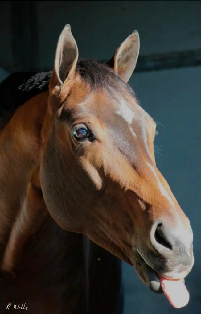 Close-up of a brown horse with a white blaze on its face, sticking out its tongue, against a dark background.