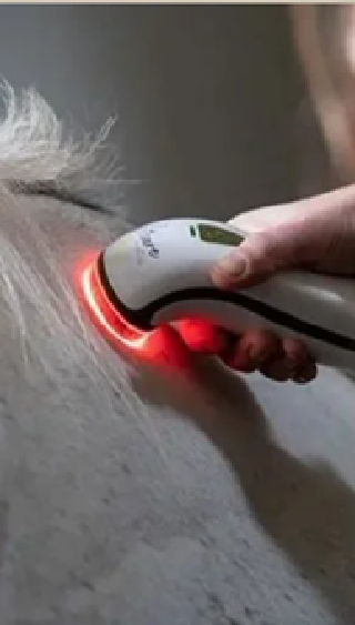 A hand holding a handheld device emitting red light, pressing against the withers of a grey horse.