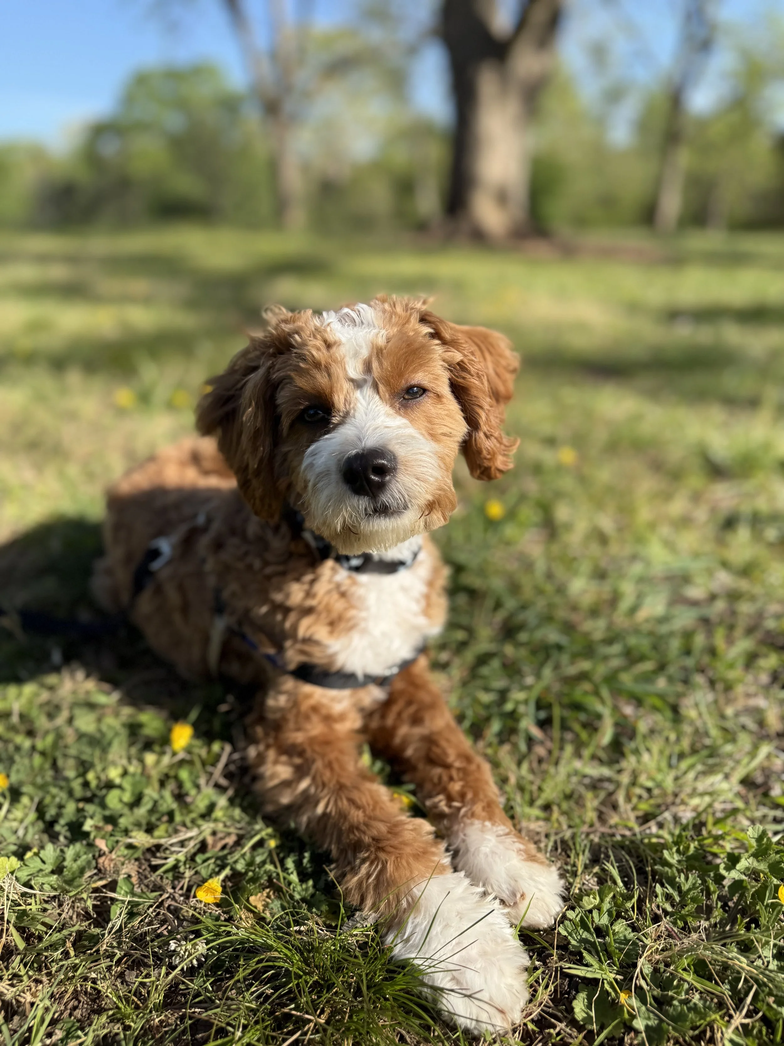 A brown and white puppy with a fluffy coat sitting on grass with small yellow flowers, outdoors in front of a large tree with green foliage and a clear blue sky.