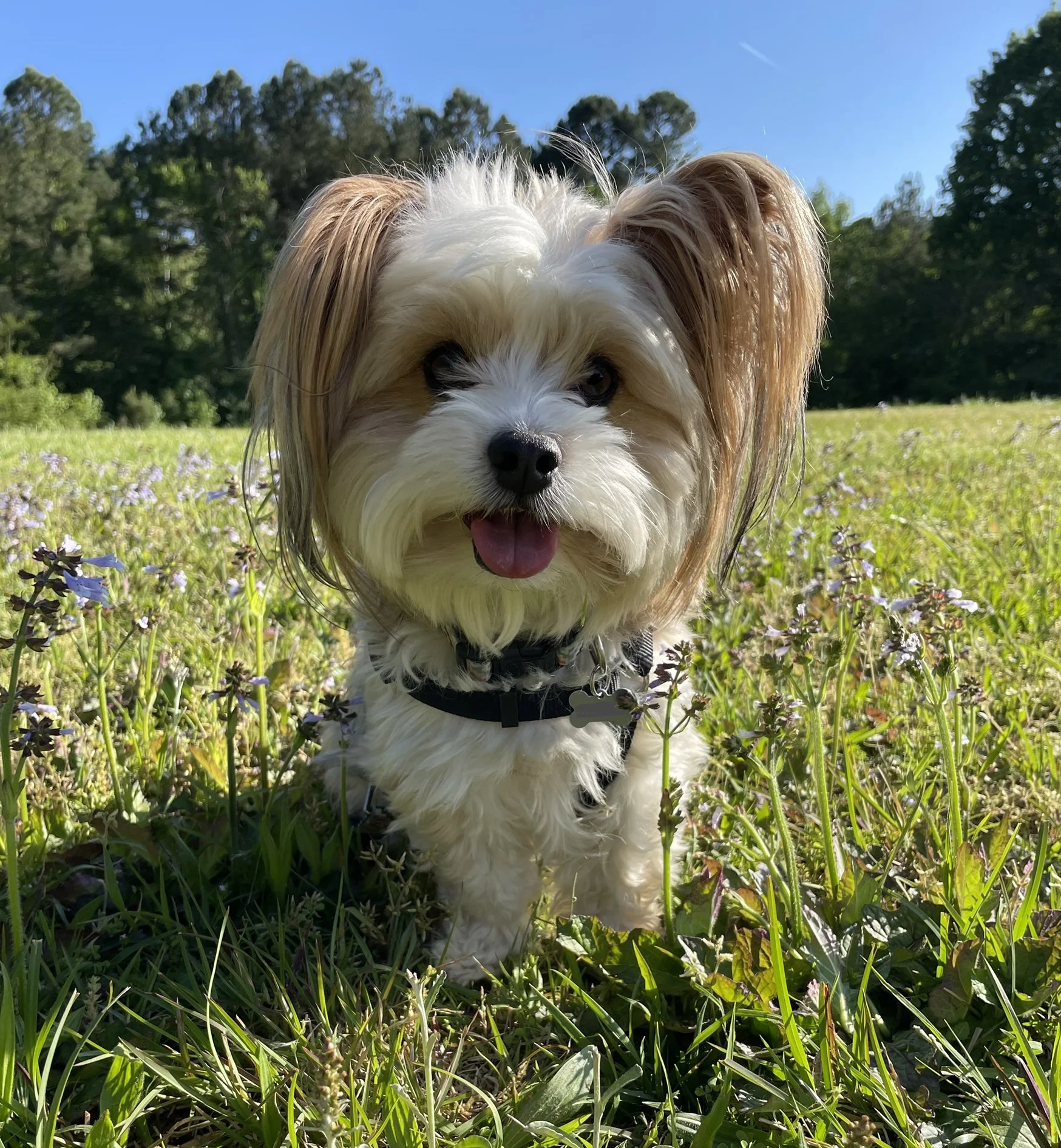 Close-up view of a small dog with long ears standing in a field of green grass and purple flowers, with trees and a blue sky in the background.