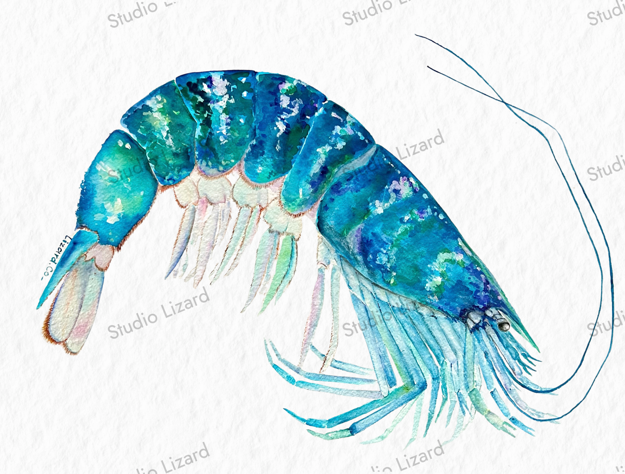 Claw and Shell - Prawn Tea Towel