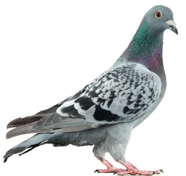 A pigeon with gray, black, and white feathers, standing on a white background.