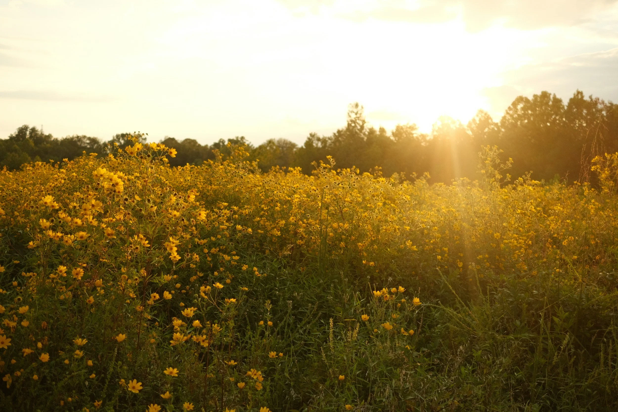 Natural dyed clothing for that sunny southern california feeling
