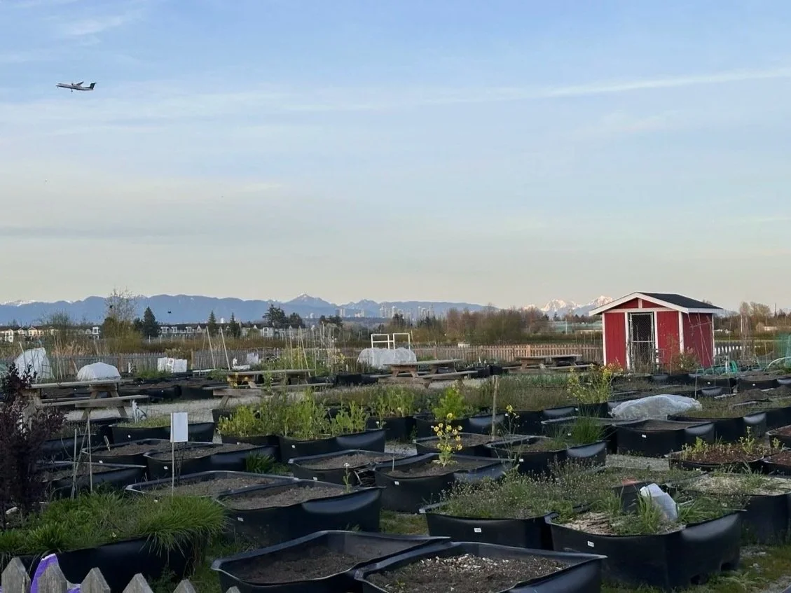Aerial view of a gardening farm with numerous black planting containers filled with soil and plants, a small red shed, and mountains in the distance under a clear sky with an airplane flying overhead.