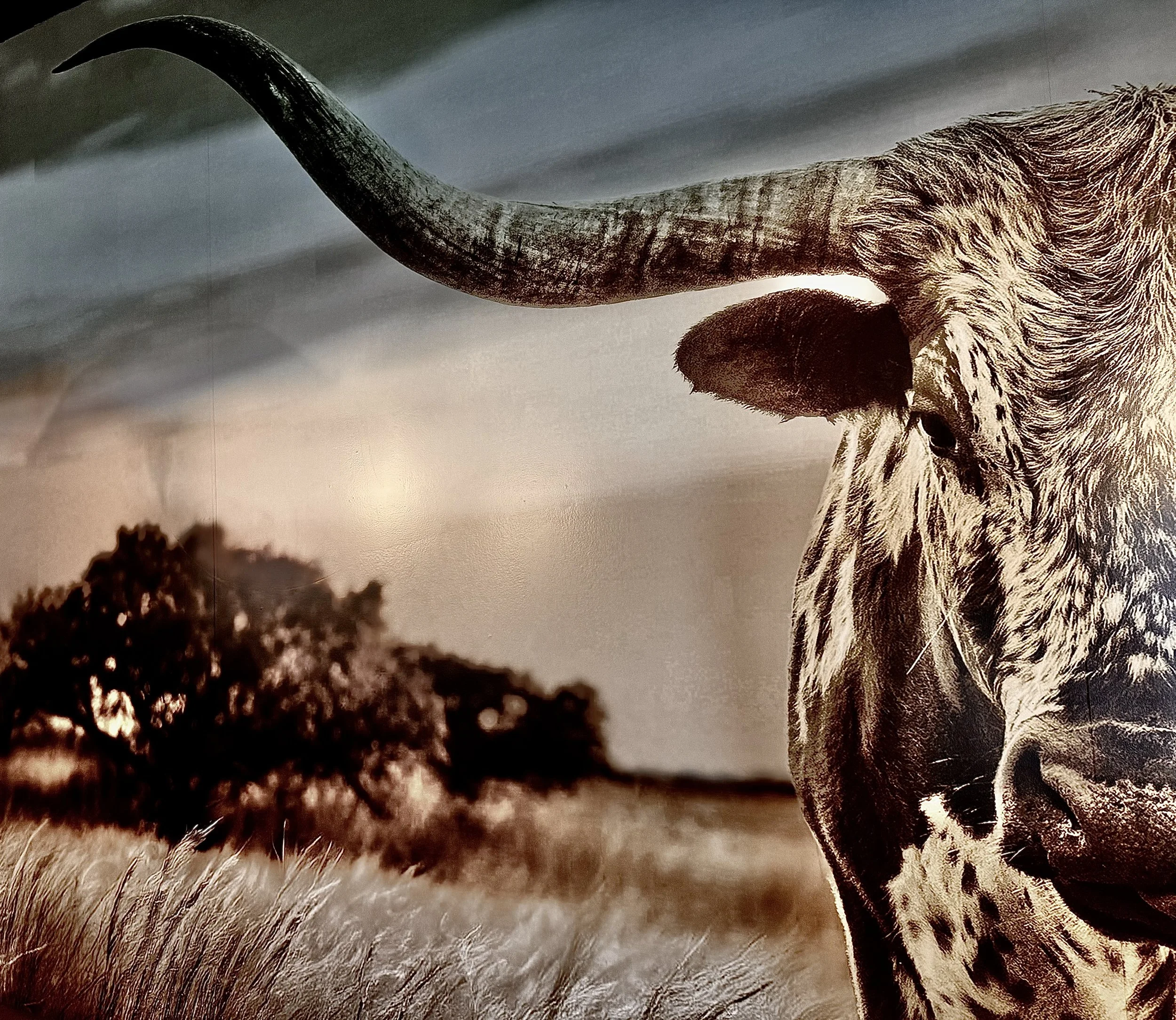 Close-up of a bull face and neck, with an arid landscape and trees in the background, under a cloudy sky.