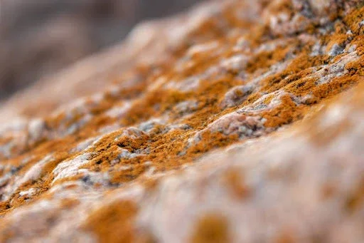 Overcoming Mold Illnesses Naturally