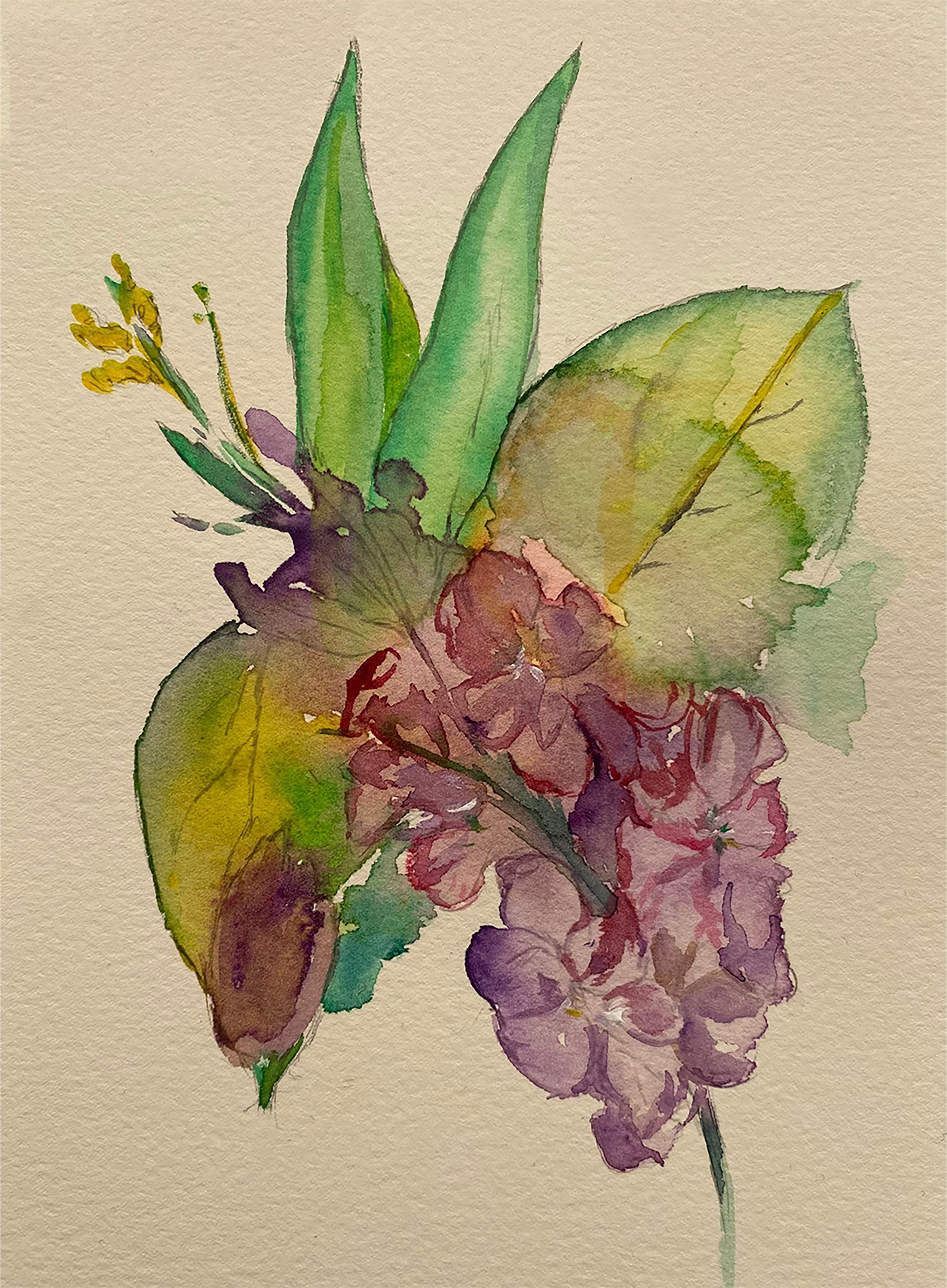 'Matthiola Icana Study' (2025) -

Watercolour on cold-pressed watercolour paper