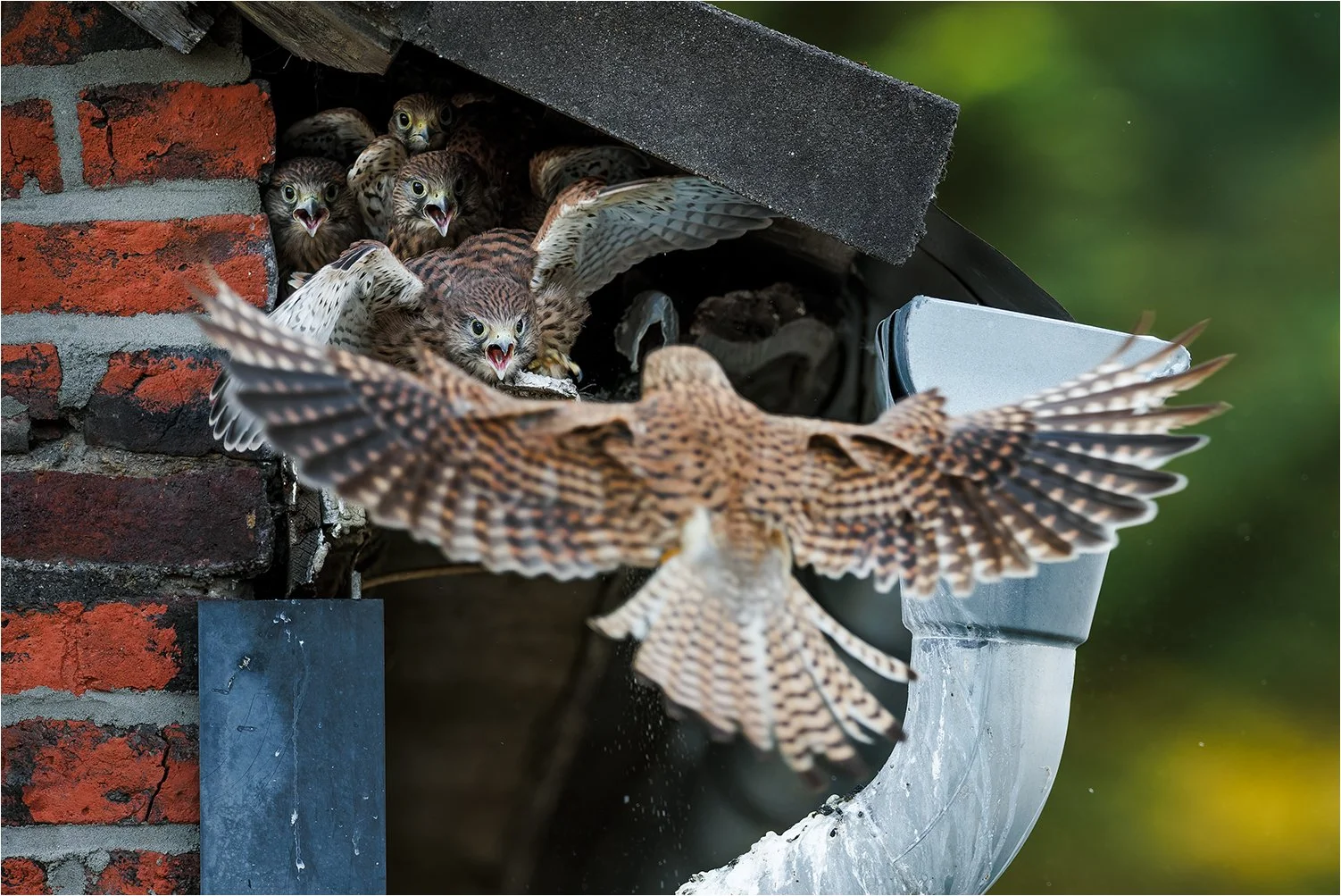 7. Platz in der Kategorie "Vögel"  GNJ 2024