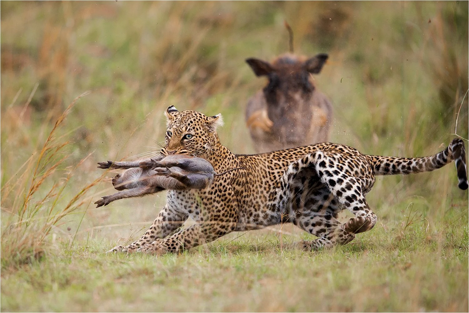 Wildlife Photographer of the Year 2020 "Behavior of Mammals" Highly commended, Glanzlichter 2020 Highlight "World of Mammals",  SIPA 2020 "Highly commended" Animals in their Environment 