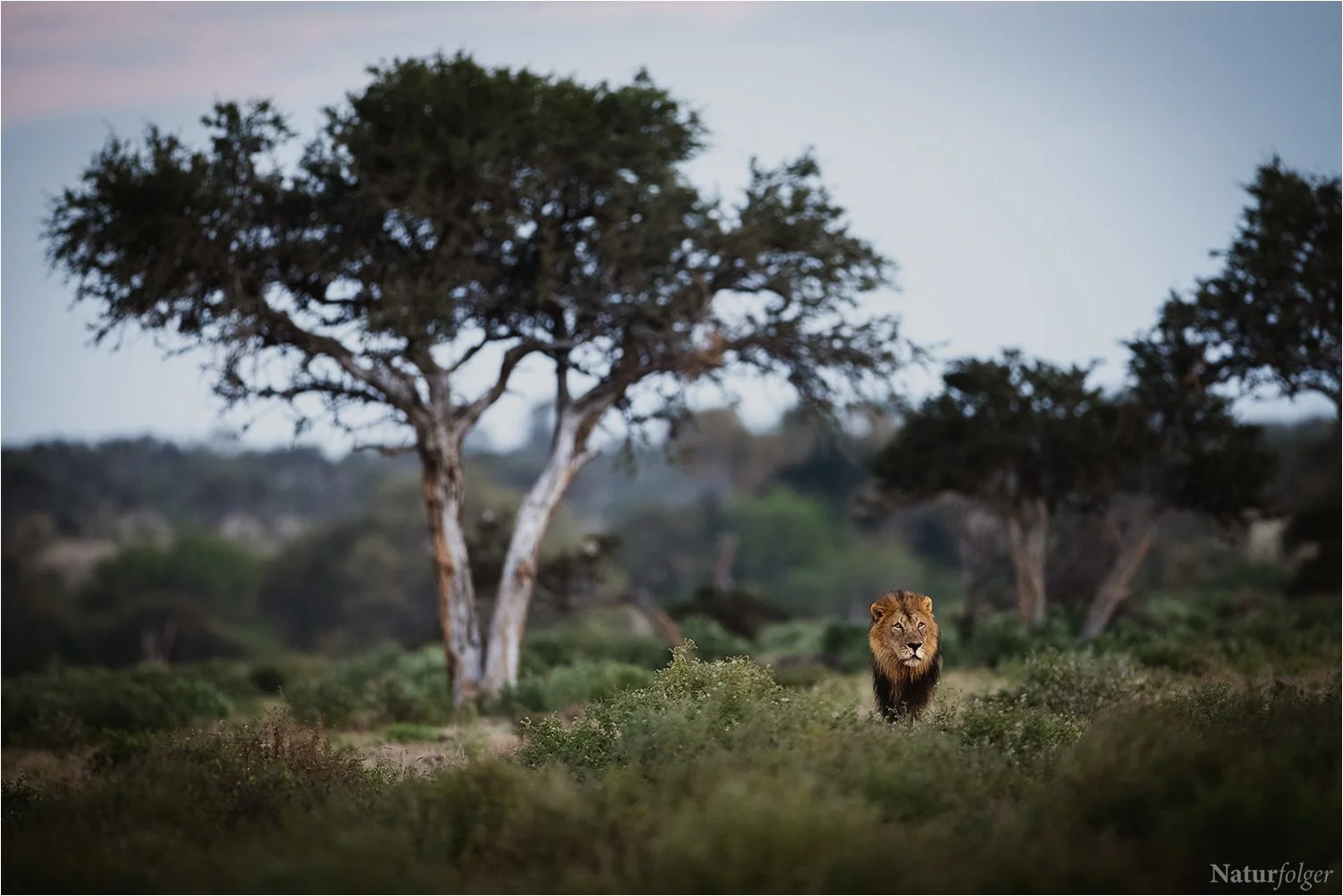 Mashatu Lion.jpg