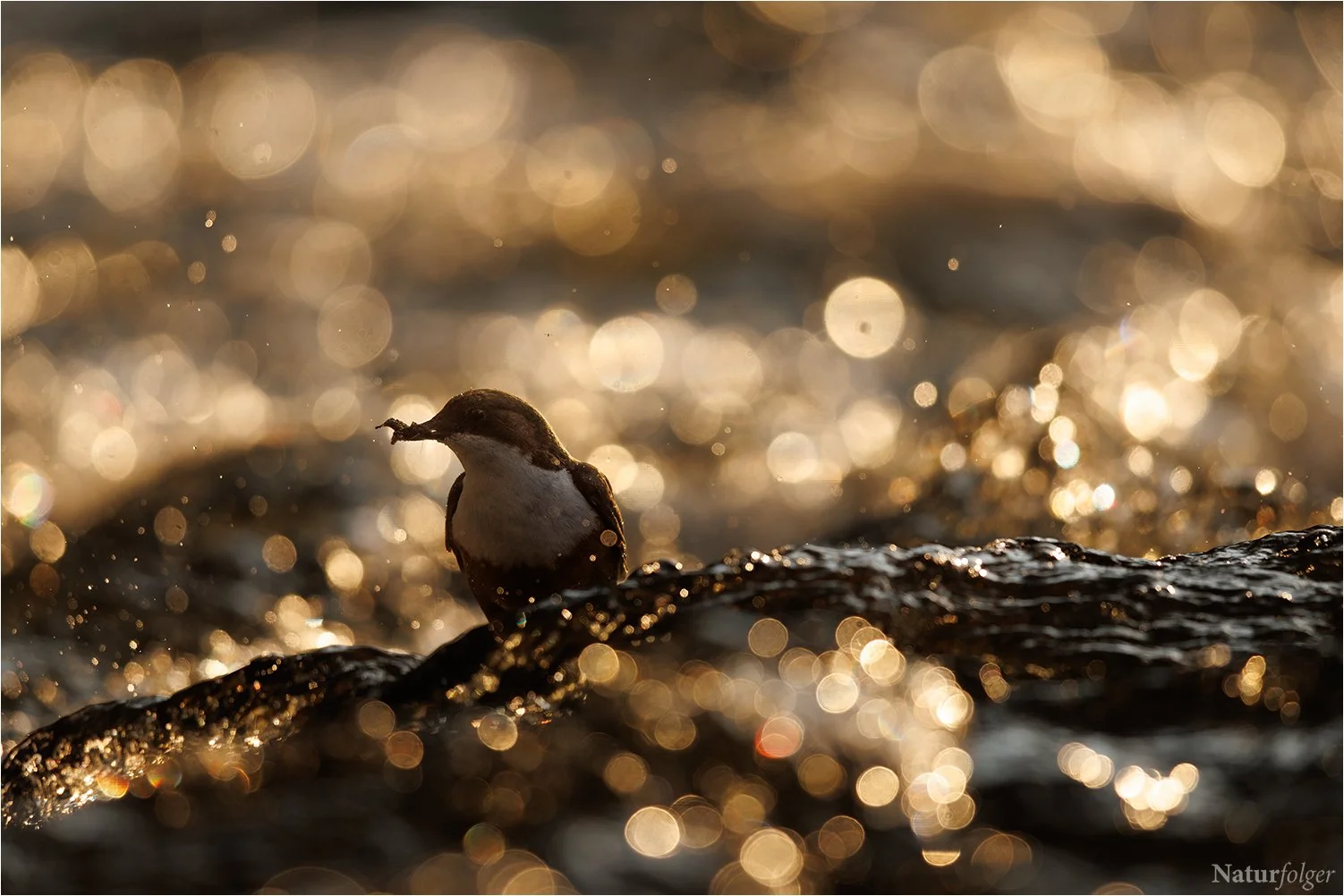 Goldene Tropfen.jpg