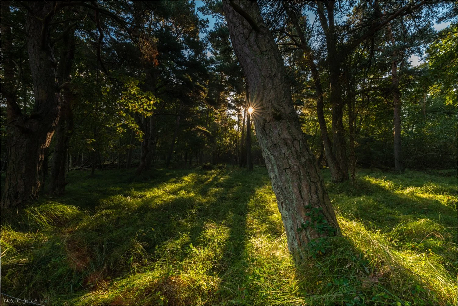 Darßwald.jpg