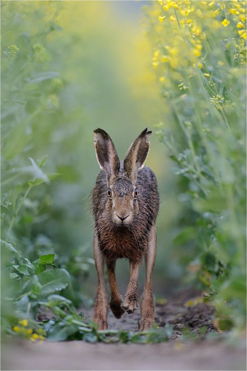 Glanzlichter 2012 Highlight "World of Mammals"
