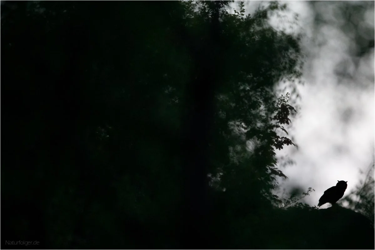 Silhouette.jpg