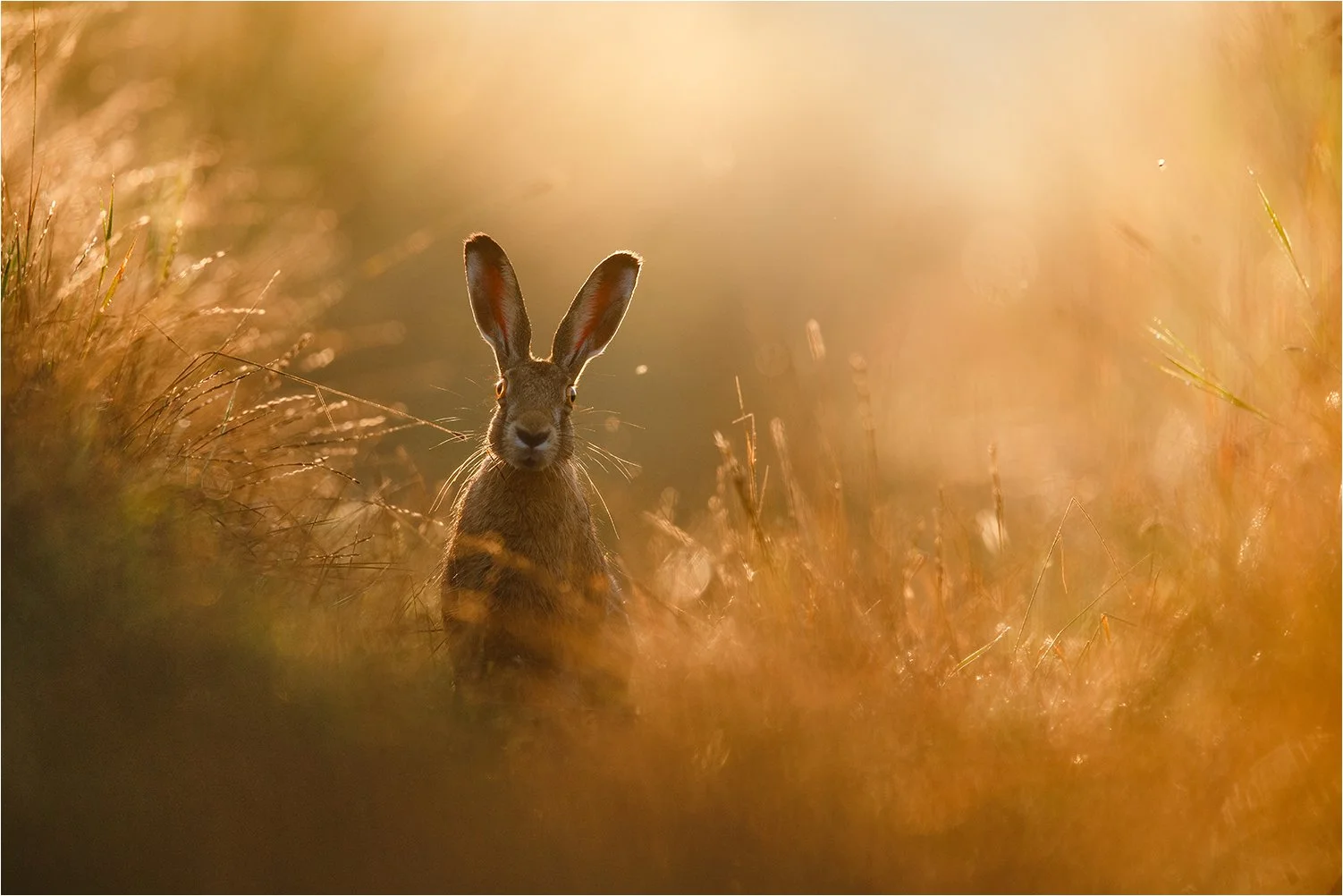 Gesamtsieger "GDT Naturfotograf des Jahres 2020"