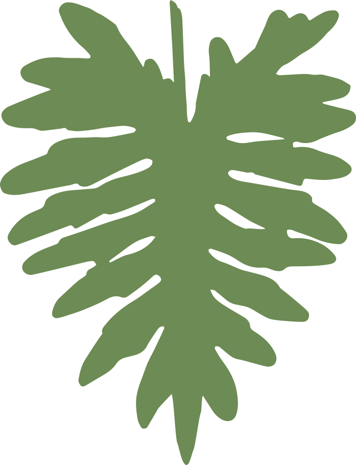 Philodendron 'Shangri-La'