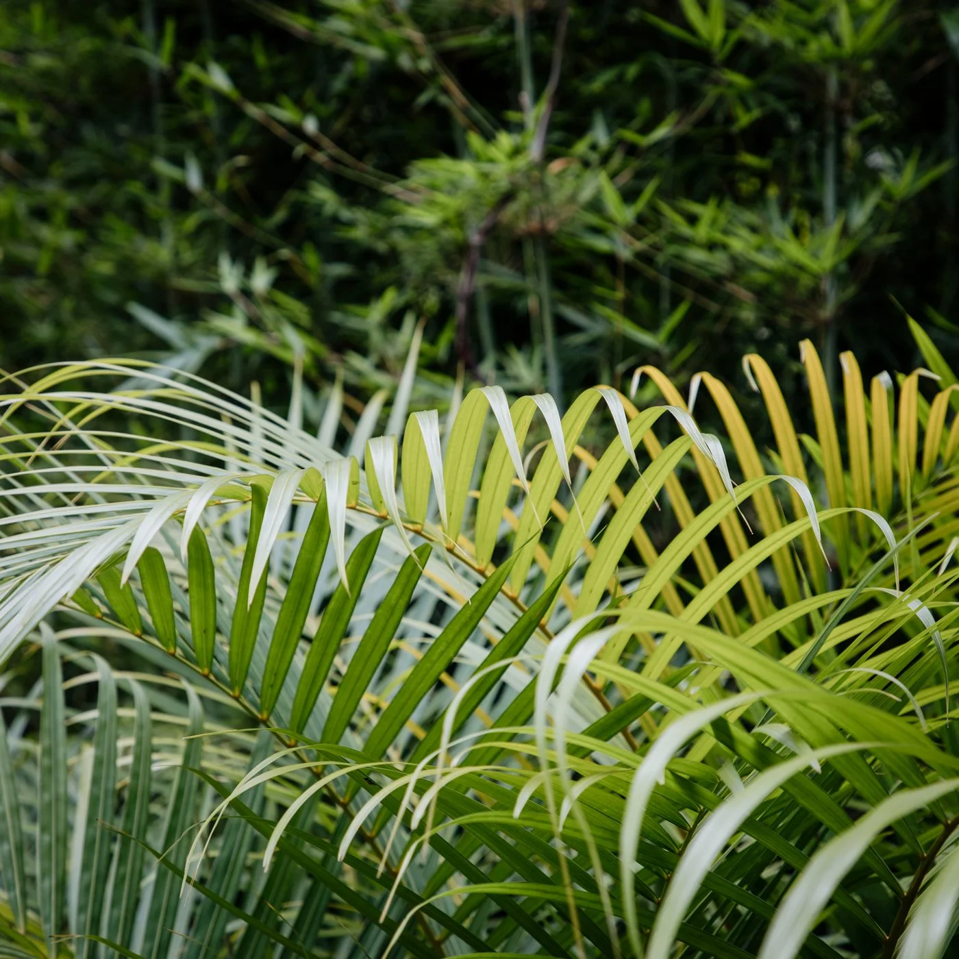 Chamaedorea cataractarum: Cascade Palm — dense clumping palm with soft arching fronds, thriving in shaded, humid SEQ gardens and ideal for tropical layering.