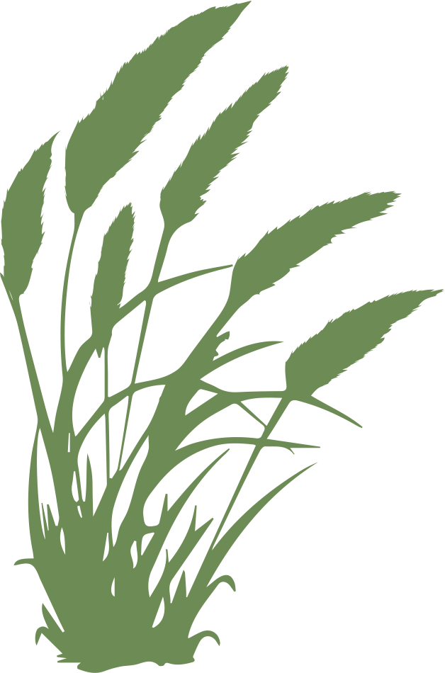 Fountain Grass