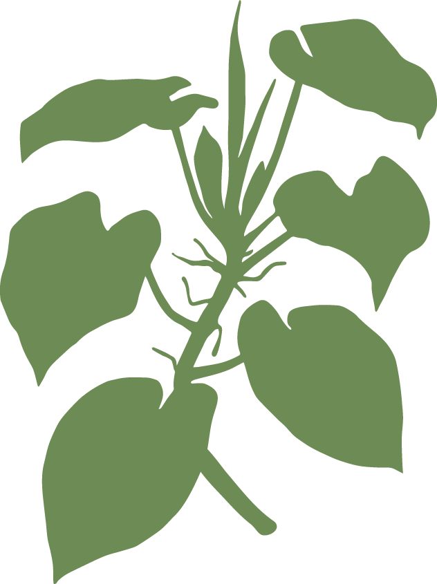 Philodendron Rojo Congo