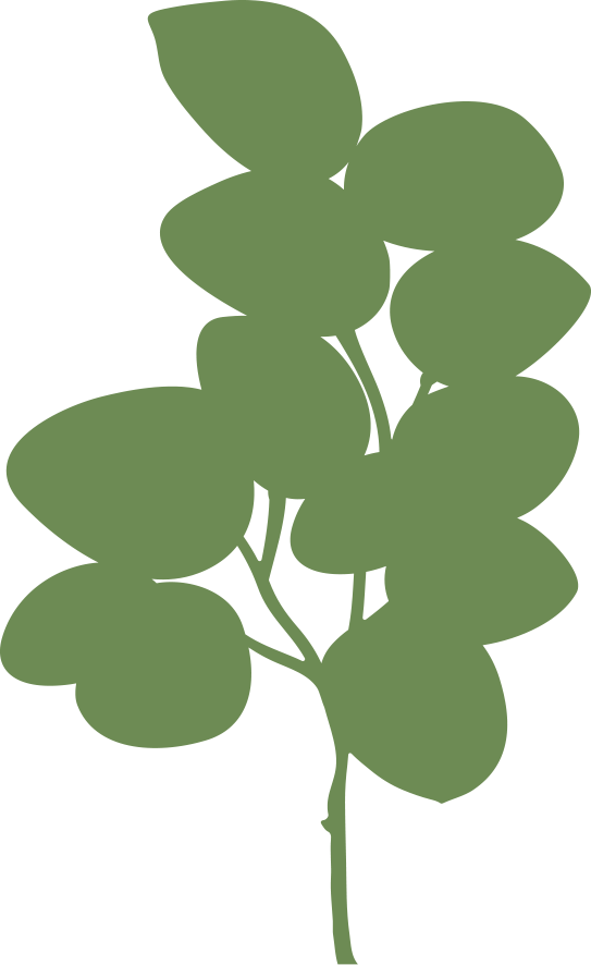 Peperomia