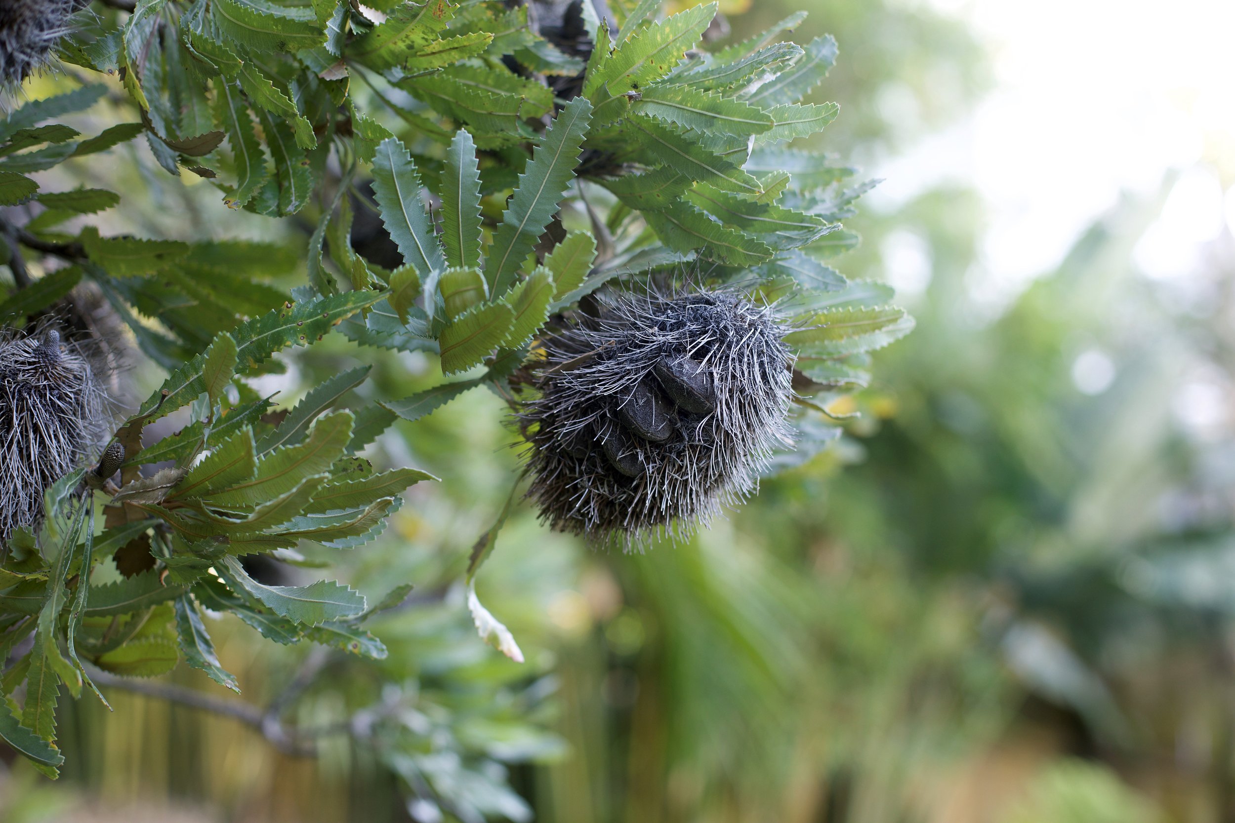 Banksia serrata — rugged Australian native with serrated leaves and large candle‑like flower spikes, thriving in sunny, coastal SEQ gardens and attracting birds.