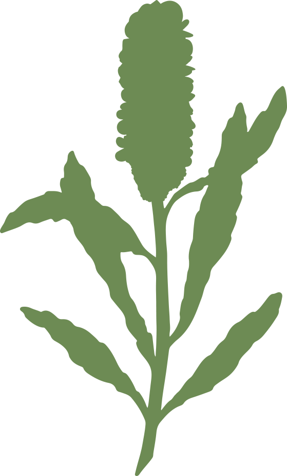 Old Man Banksia
