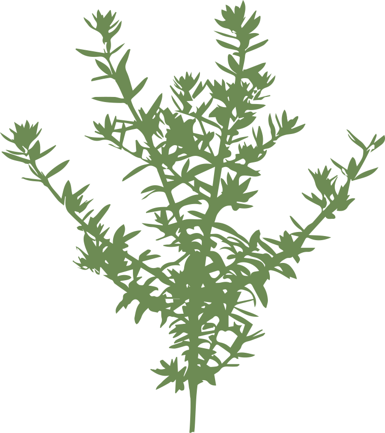 Westringia 'Zena'