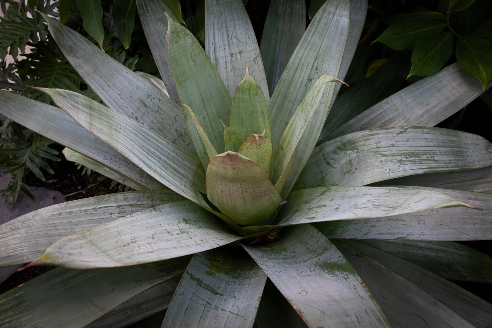 Giant Bromeliad: Alcantarea ‘Imperial’ — large architectural bromeliad suited to full sun in SEQ subtropical gardens.