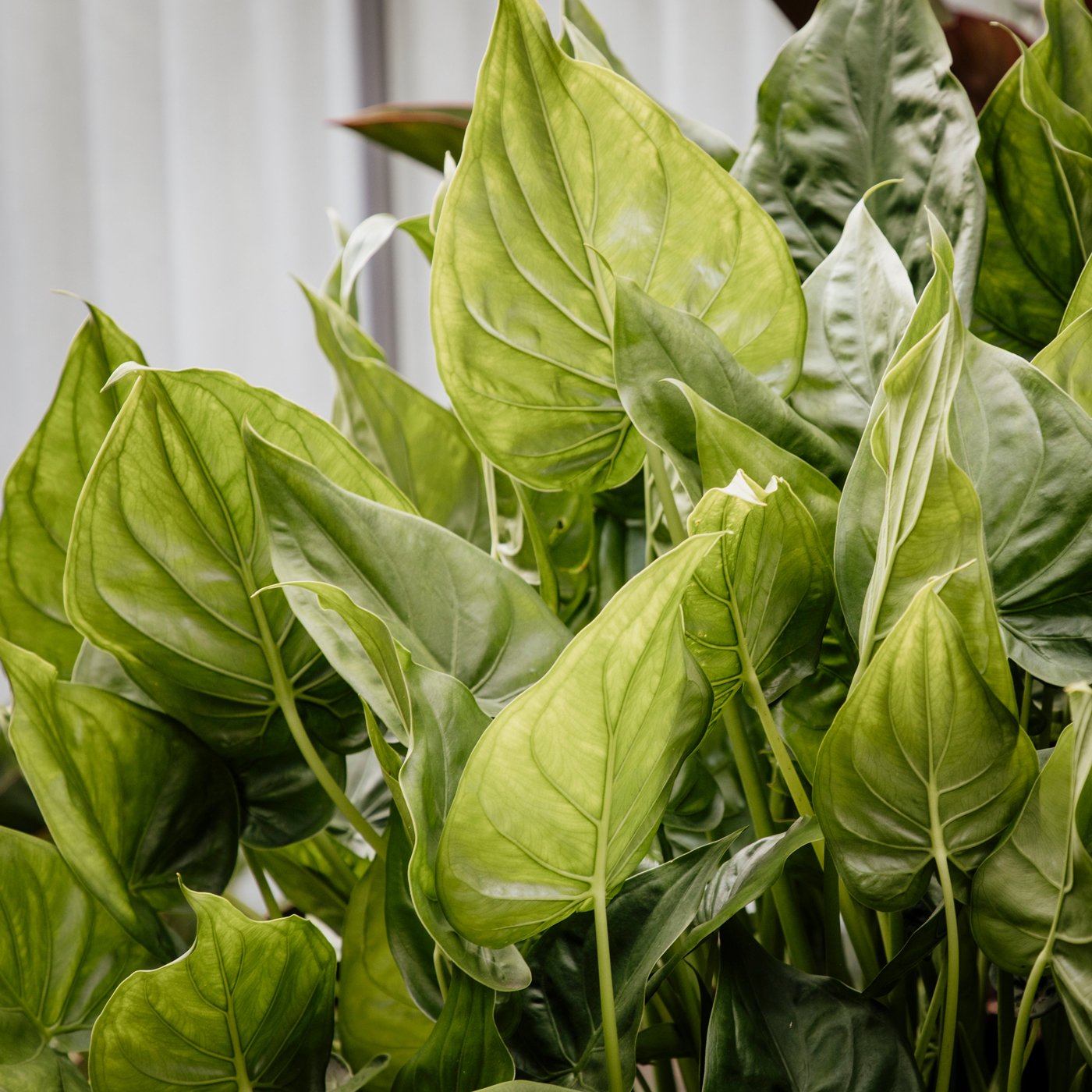 Close-up of vibrant green leafy houseplant with large, waxy leaves.