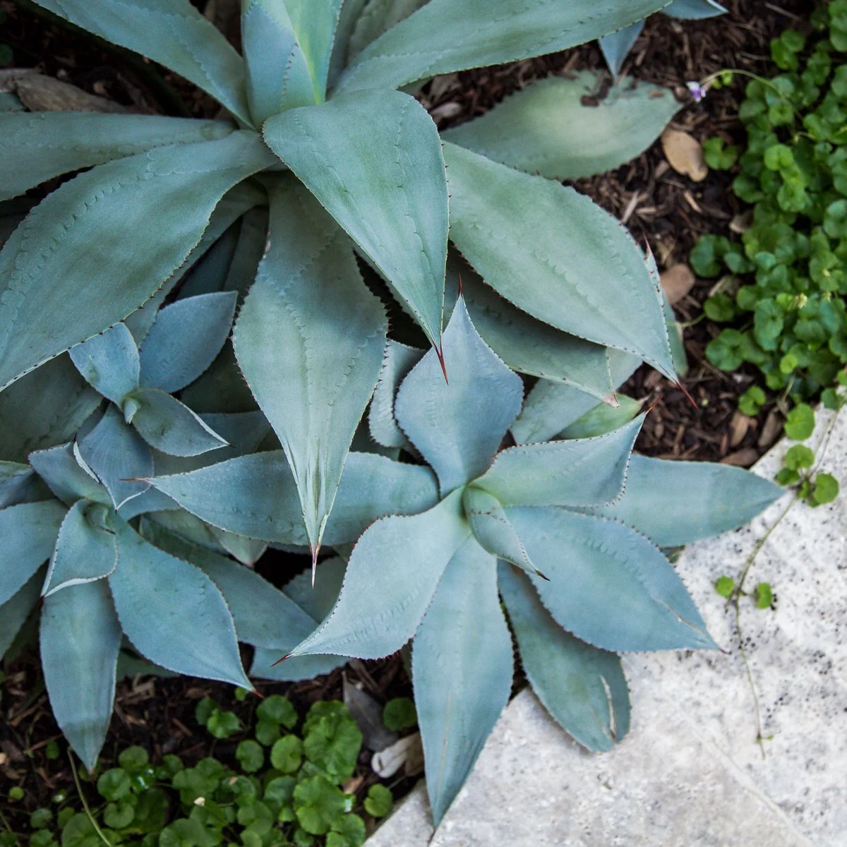 Close-up of a group of blue-green agave plants with pointed, fleshy leaves, some with reddish tips, surrounded by small green ground cover plants and soil.
