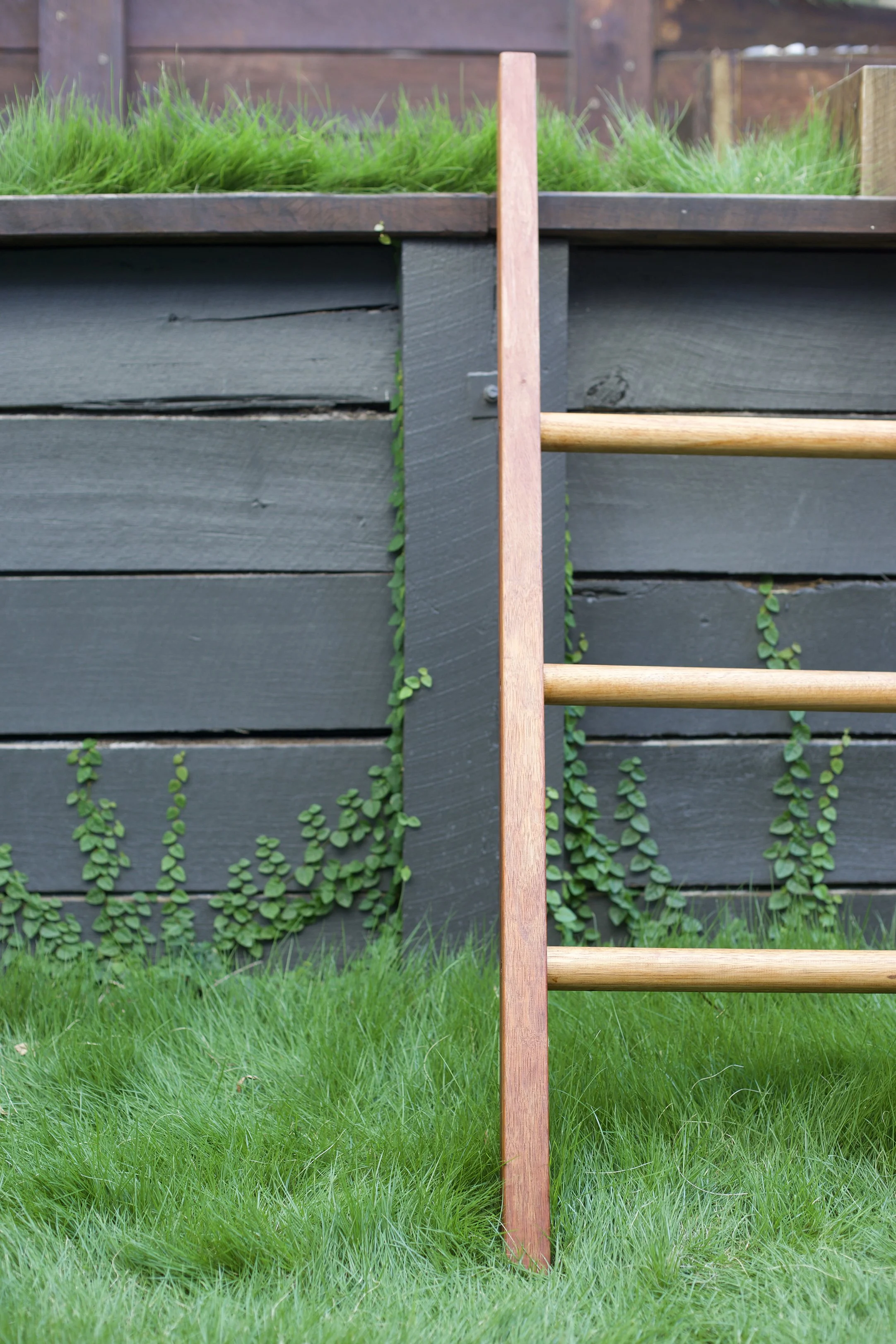 Close-up of a garden ladder leaning against a black wooden wall covered with Ficus pumila. Zoysia matrella is in the foreground.