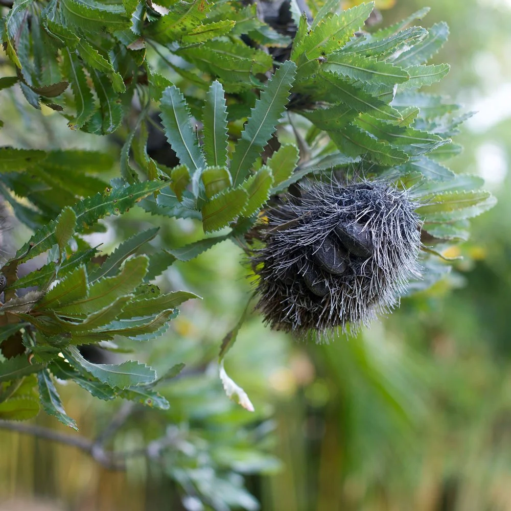 Close-up of a Banksia serrata