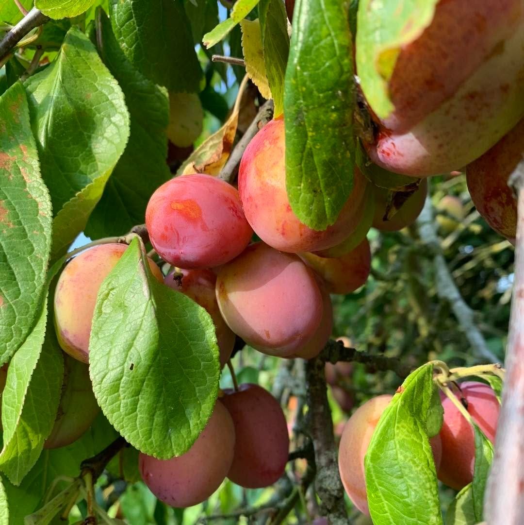 PYO Update - Sat 22nd and Sun 23rd

Open Saturday and Sunday 10am to 4pm

PYO available:

🌳 Plums
Plenty of victoria plums available.
&pound;3.00 per kg.

🍎 Apples
Spartan, Red Windsor, Laxton Fortune, Worcester, Bramley and more!
&pound;1.70 per k