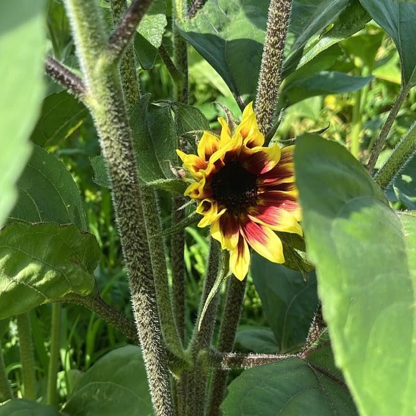 Sunday 16th - PYO Update

Open 10am to 4pm

Available PYO:

🌻 Sunflowers
LAST WEEKEND! Due to the heat this will be the last weekend for PYO sunflowers.
&pound;1.20 each or 5 for &pound;5.

🍓 Strawberries
Sold out this weekend, more available next 