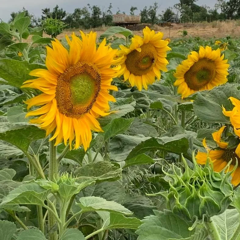 PYO Update - Sat 15th and Sun 16th

Open Saturday and Sunday 10am to 4pm

PYO available:

🌻 Sunflowers
LAST WEEKEND! Due to the heat this will be the last weekend for PYO sunflowers.
&pound;1.20 each or 5 for &pound;5.

🍓 Strawberries
Small amount 