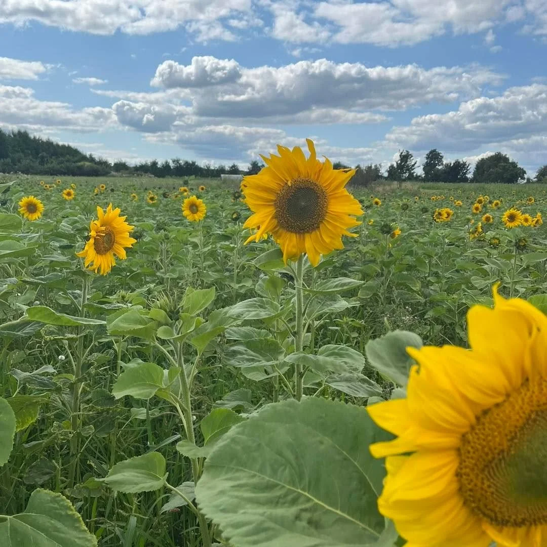 PYO Update - Sun 9th

Open 10am to 4pm

🍓Strawberries - all picked, more available next weekend

🌻Sunflowers - lots of beautiful ones available 

🍎Apples - several varieties ready for picking

Plums, pears, sweetcorn will be available in the next 