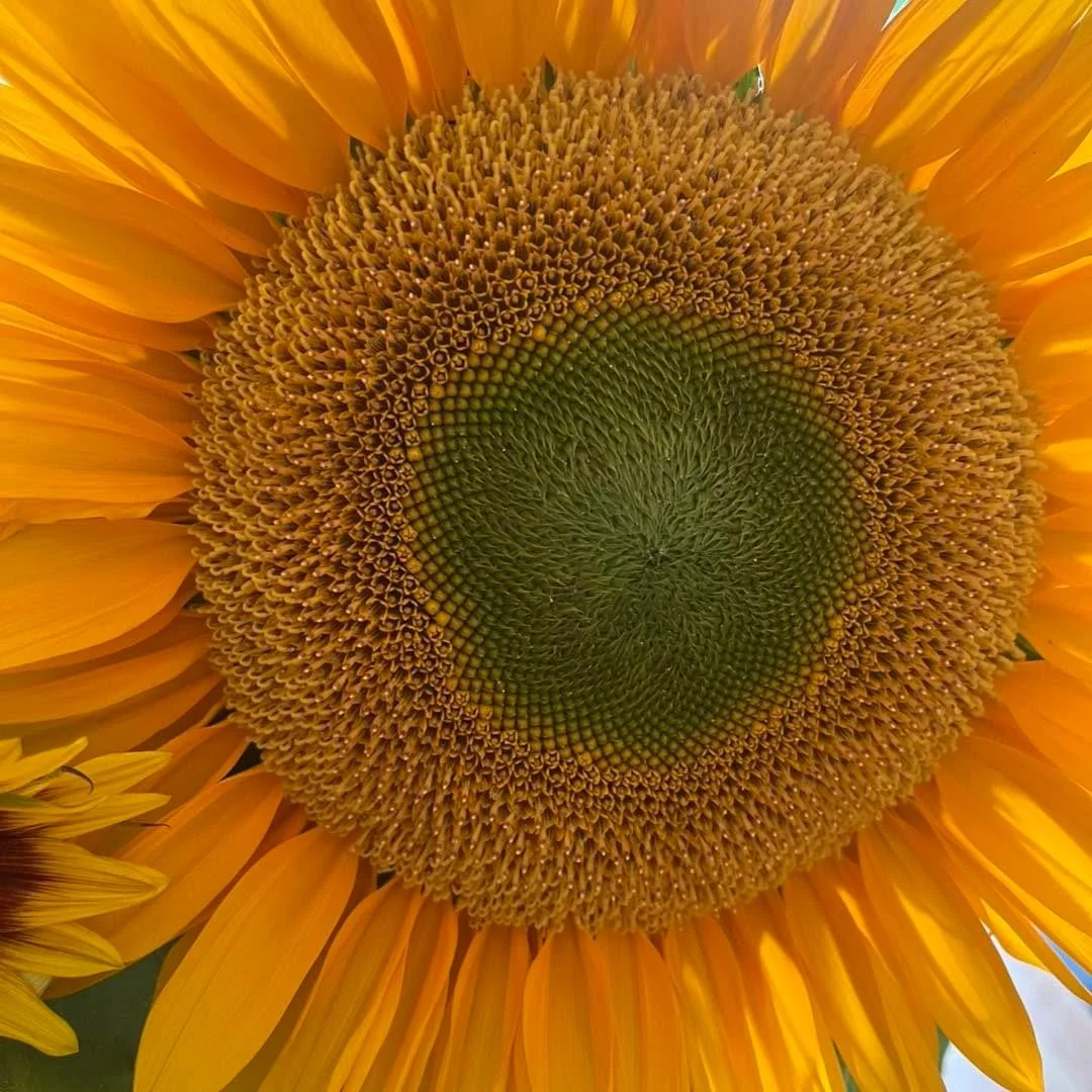 So sorry! We sent out an incorrect price! Our sunflowers are &pound;1.20 each or 5 for &pound;5.00 which is only &pound;1.00 each!

Did you know that 20p from every stem is also donated to Ellenor!